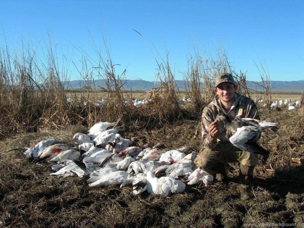 Guided Snow And Speck Goose Hunting In Northern California ...