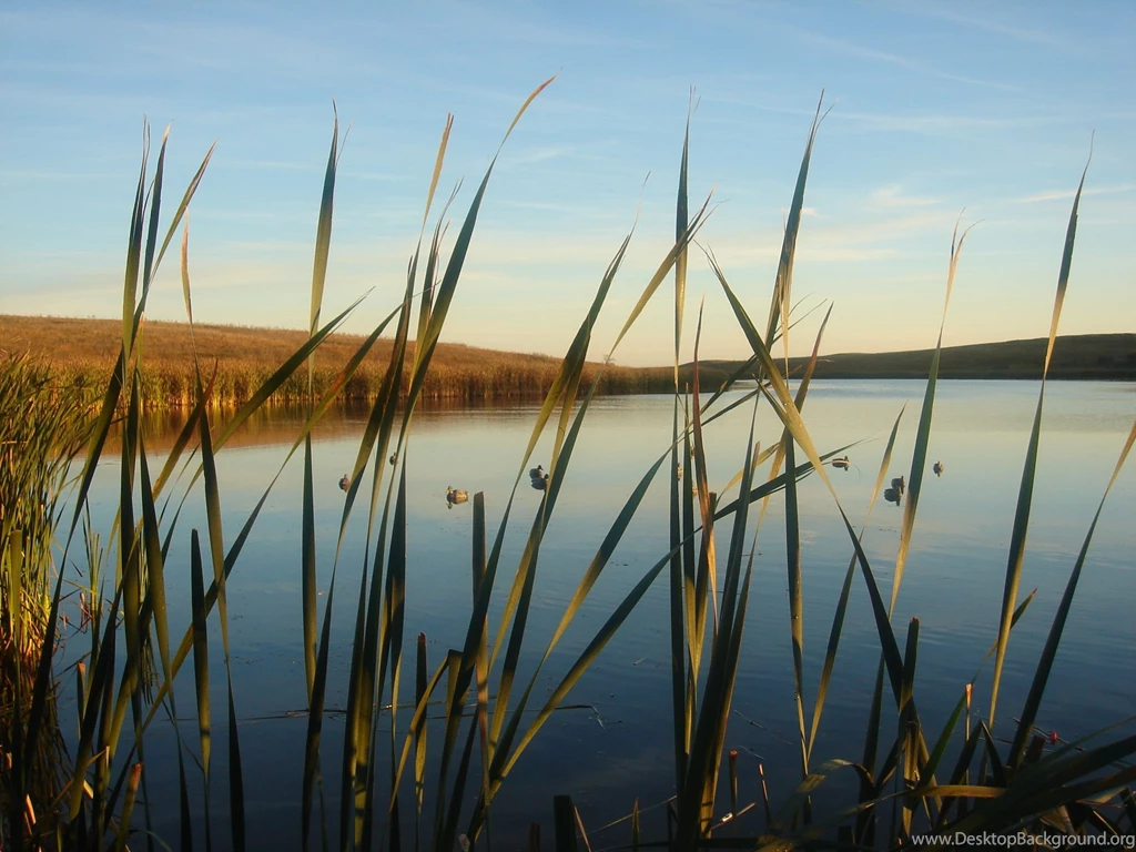 Duck Hunter Tattoo Pictures