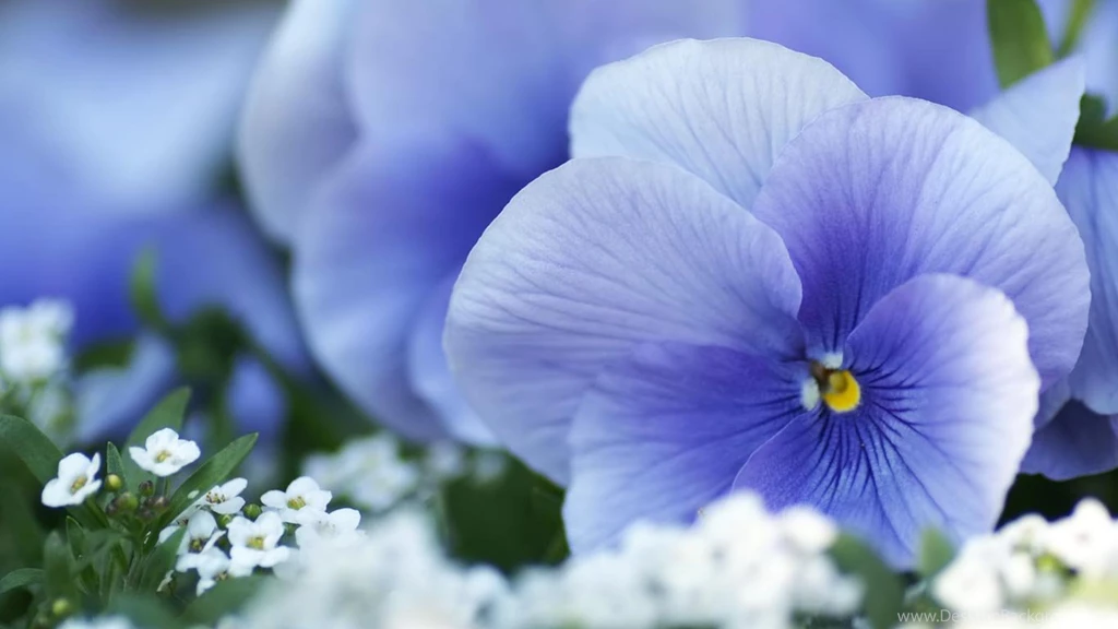 Desktop Wallpapers · Gallery · HD Notebook · Beauty Purple Viola ...