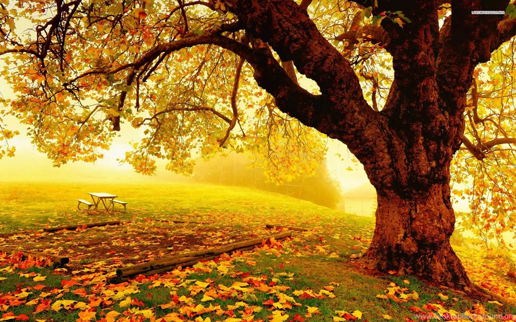 Relaxing Day In The Park Wallpapers