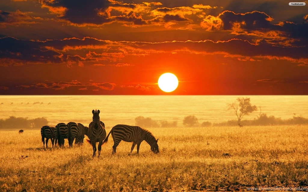 YouWall Africa Sunset Wallpapers Wallpaper,wallpapers,free ...