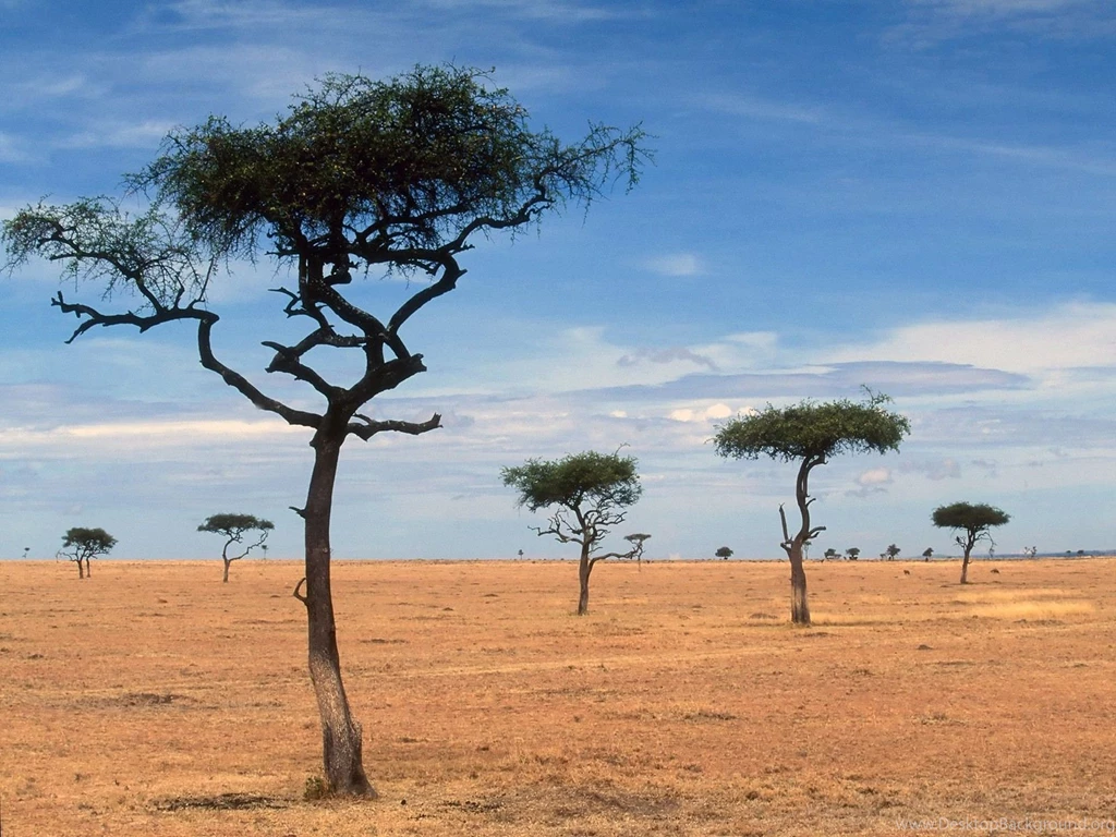 Nature: Scattered Acacia Trees, Kenya, Africa, Desktop Wallpapers ...
