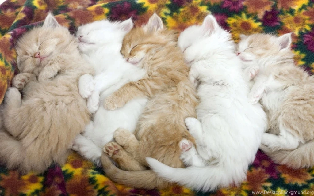 Love Cute Wallpapers Cute Wallpapers