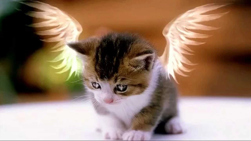 Cute Cats Wallpapers Free Download Newwallpapershits.com