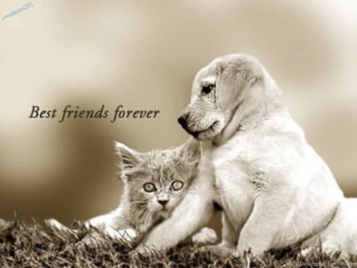 Cute Cats And Dogs 31 HD Images Wallpapers