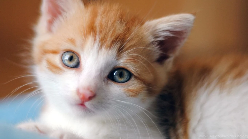 62 Super Cute Cats. Enjoy!