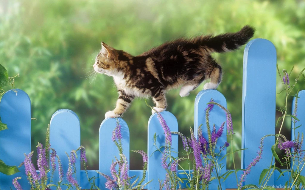 Fences Cats Animals Depth Field Picket Fence Background Images HD ...