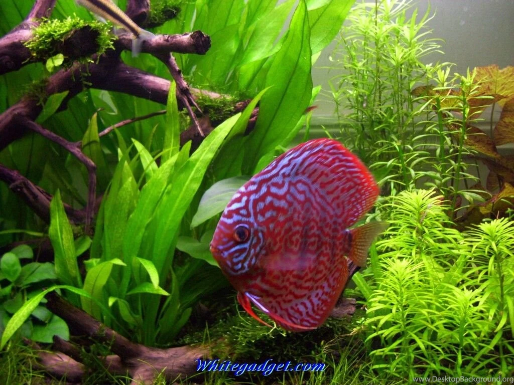 PC Live Fish : Direct Download