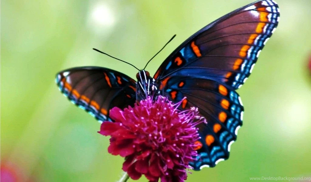 Butterfly Live Wallpapers For Computer Z3G
