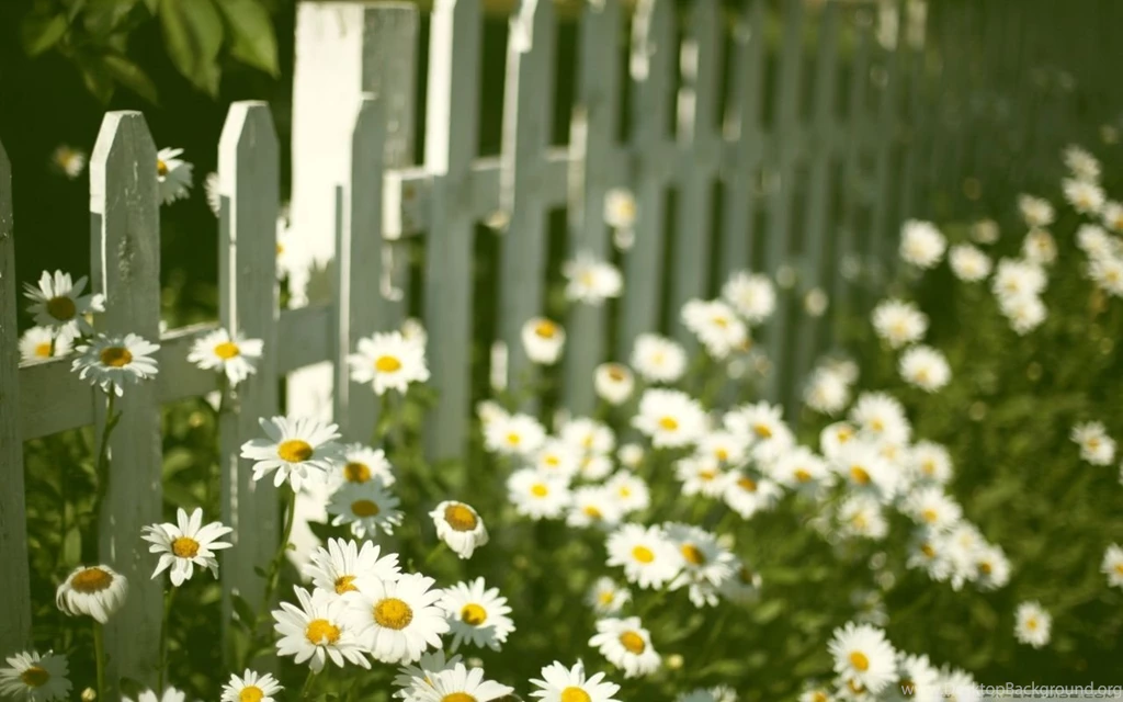 Flowers Near Fence HD Desktop Wallpapers : Widescreen : High ...