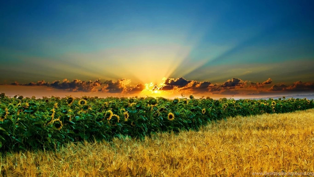 Sunflower Field Sunset Wallpapers Hd Free For Desktop   1366x768 ...