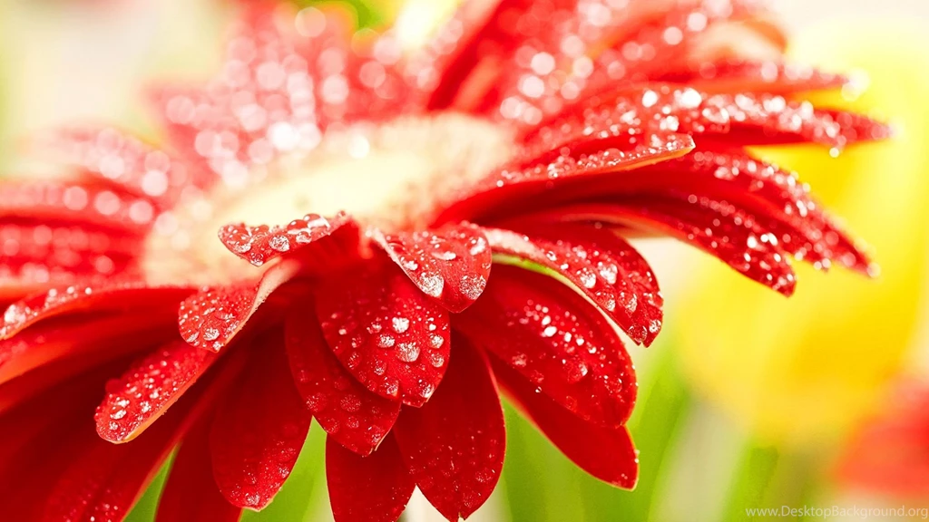 Flower Archives CuteWallpaper.org