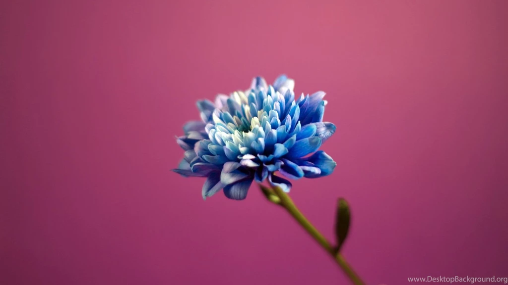 Pink Backgrounds Wallpapers 200900