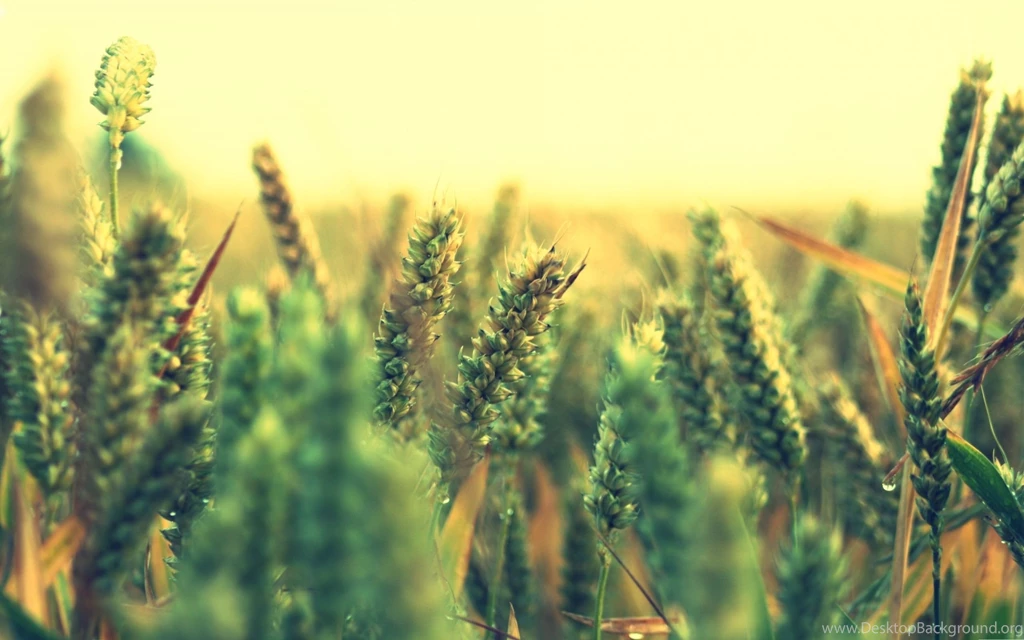 Ripe Wheat Mac Wallpapers Download