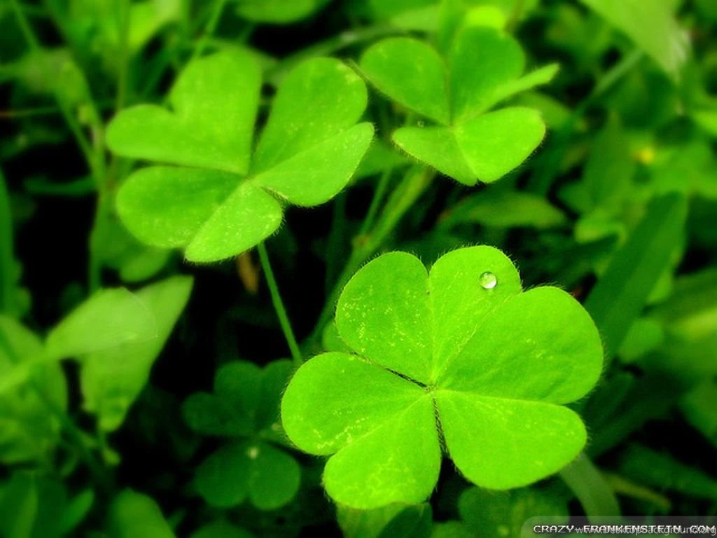 Shamrock Wallpapers Crazy Frankenstein