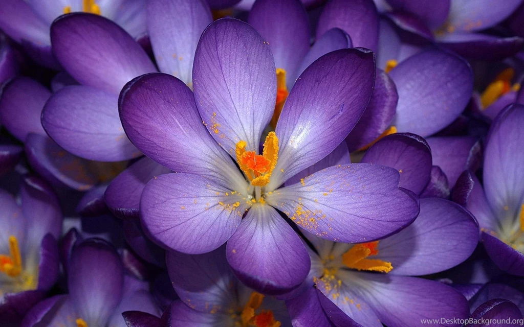 Flowers Purple Yellow Bokeh Wallpapers