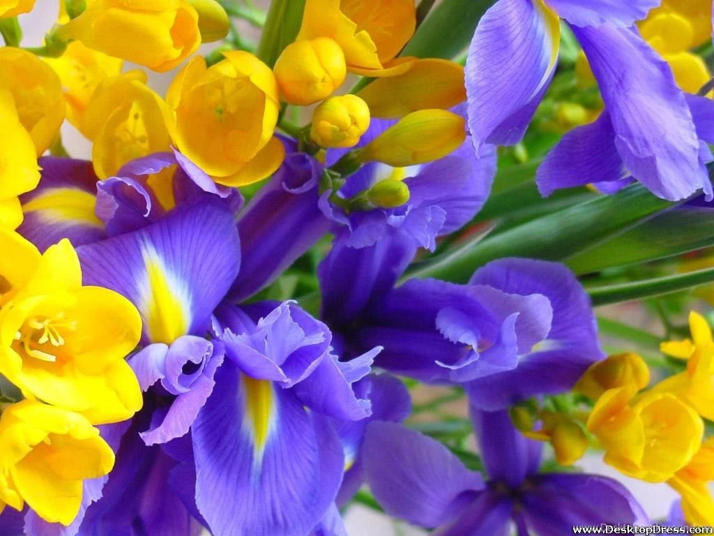 Desktop Wallpapers » Flowers Backgrounds » Yellow And Purple ...