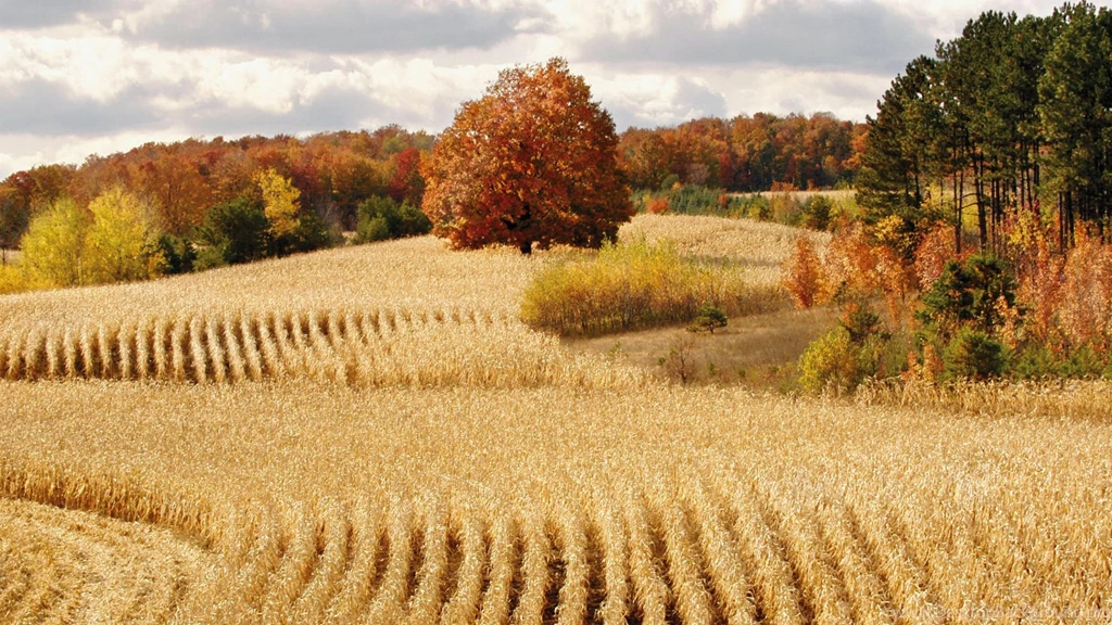 Fall Harvest Wallpapers Photo