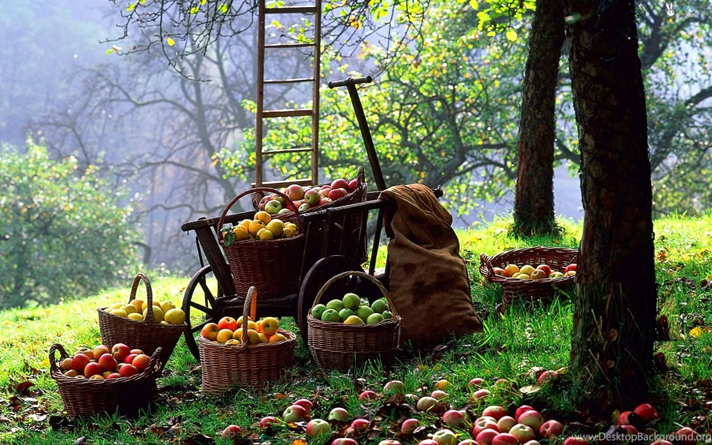 Fall Harvest Wallpapers Wide