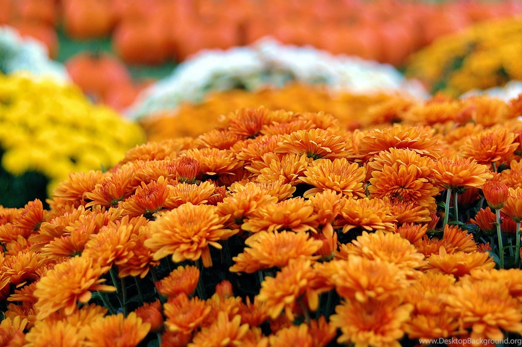 Wallpapers Roundup: Turkey Time And Pumpkin Pie