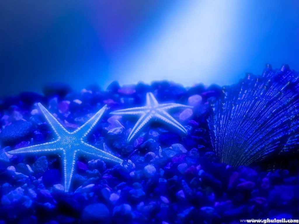 Amazing Star Fish HD Wallpapers For Computers Backgrounds – HD ...