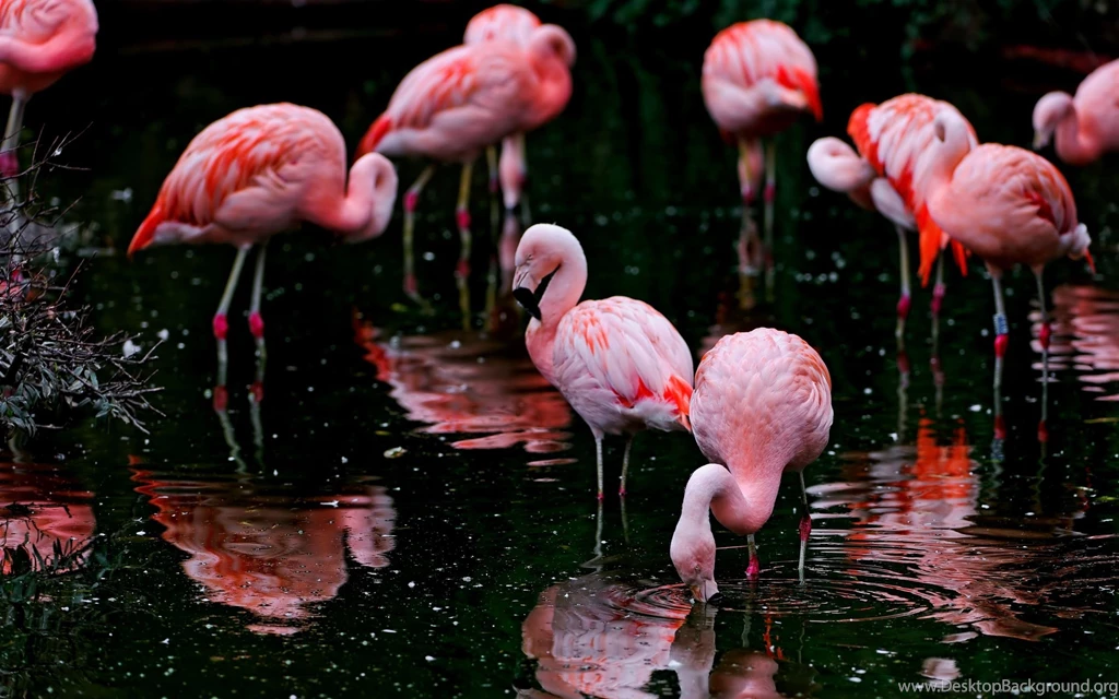 Flamingo Wallpapers Android