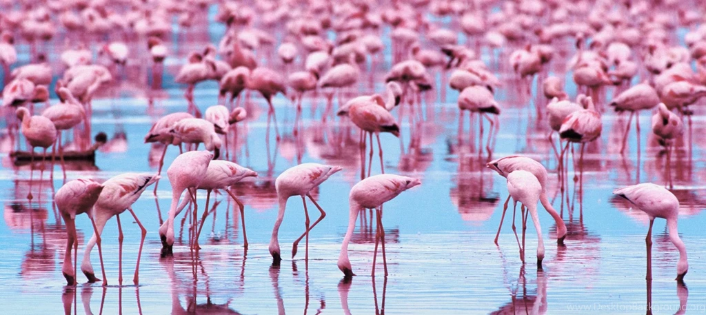 Flamingo Computer Wallpapers, Desktop Backgrounds