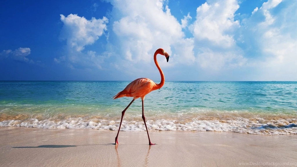 Flamingos Birds HD Wallpaper, Flamingos Birds Images, New Wallpapers