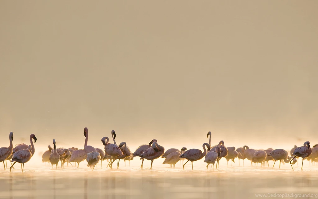 Flamingo Computer Wallpapers, Desktop Backgrounds