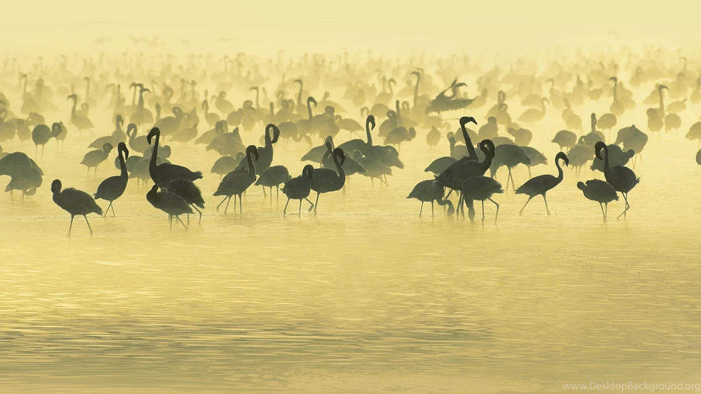 Download Wallpapers 3840x2160 Flamingo, Lake, Set, Pack, Black And ...