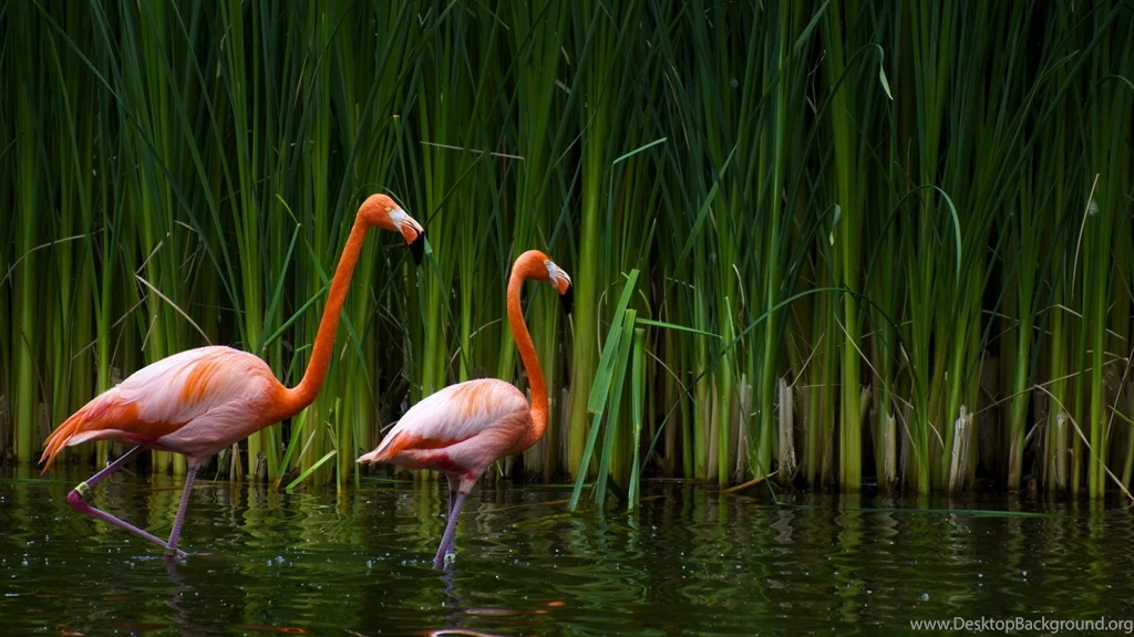 Flamingo Computer Wallpapers, Desktop Backgrounds