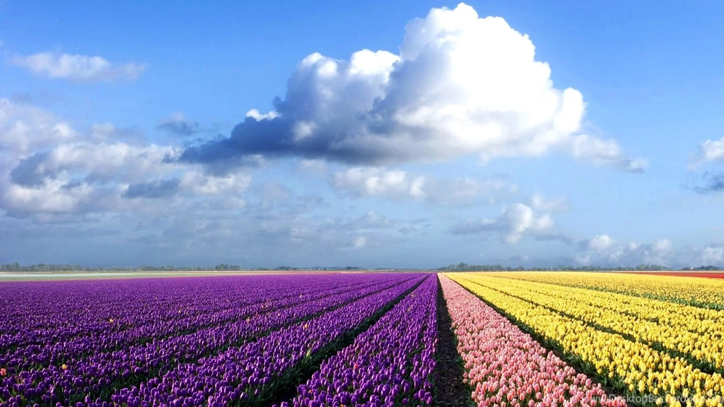 Nature, Colorful, Amazing, Landscapes, Field, Wallcoo, Flower ...