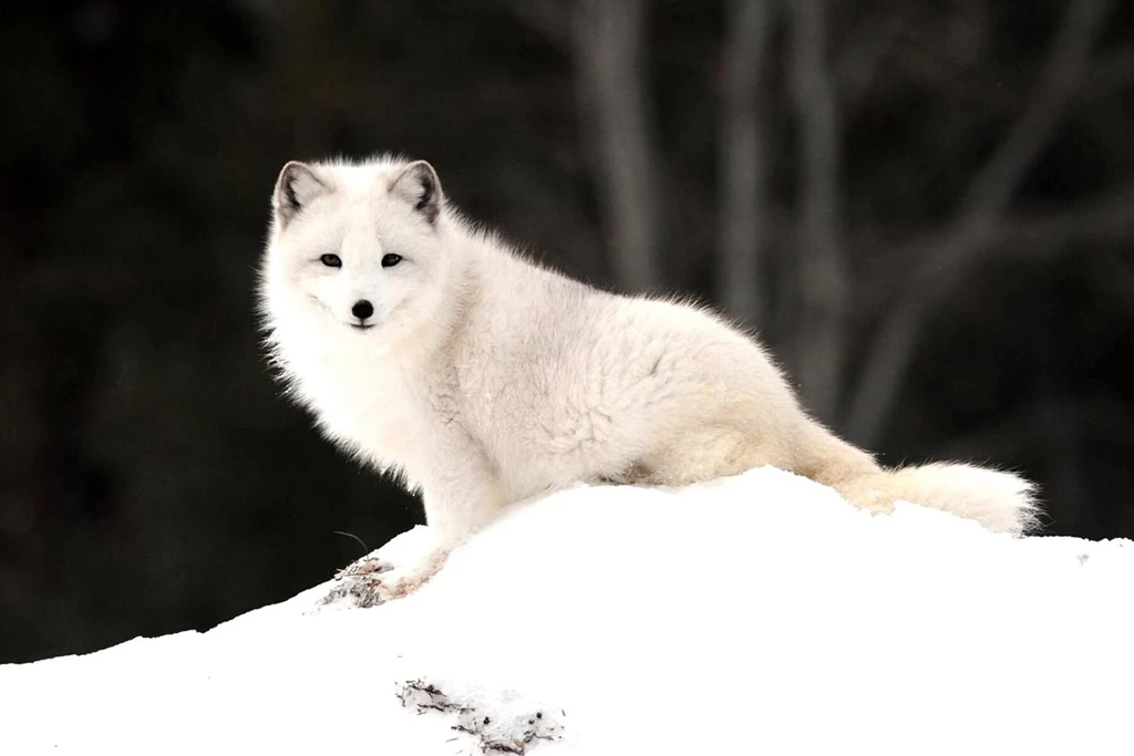 Arctic Fox Wallpapers HD Download