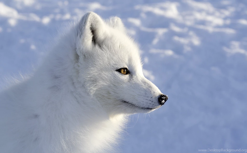 ARCTIC FOX Foxes Wallpapers