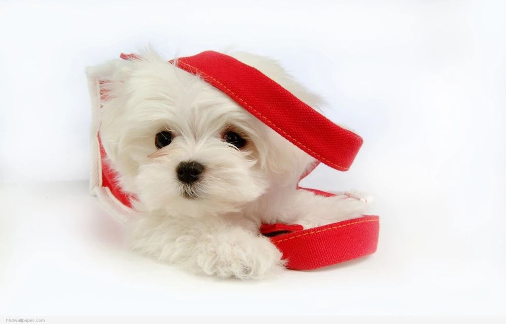 Very Cute Backgrounds Wallpapers Cave