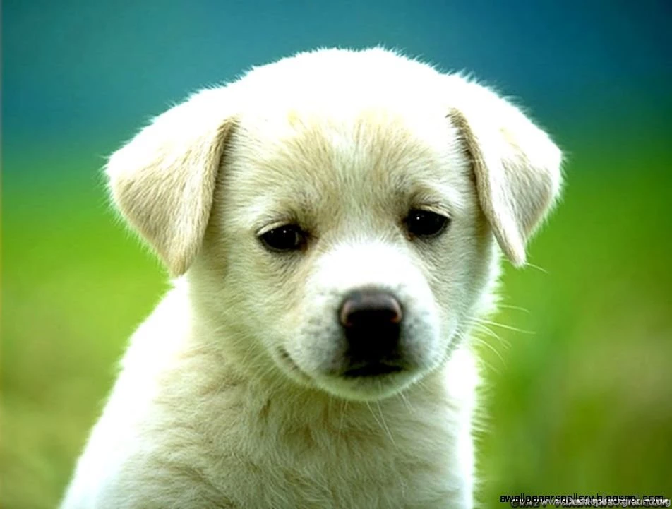 Really Cute Baby Puppys