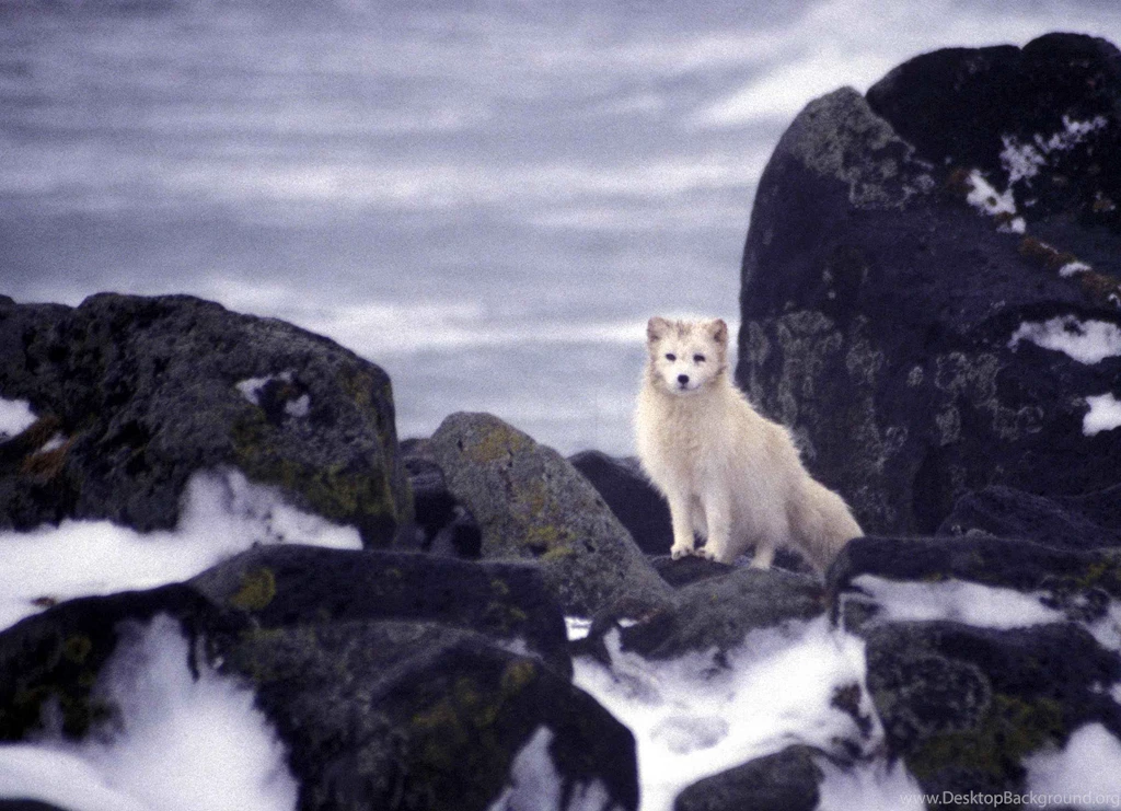 Arctic Fox Wallpapers Best Resolution