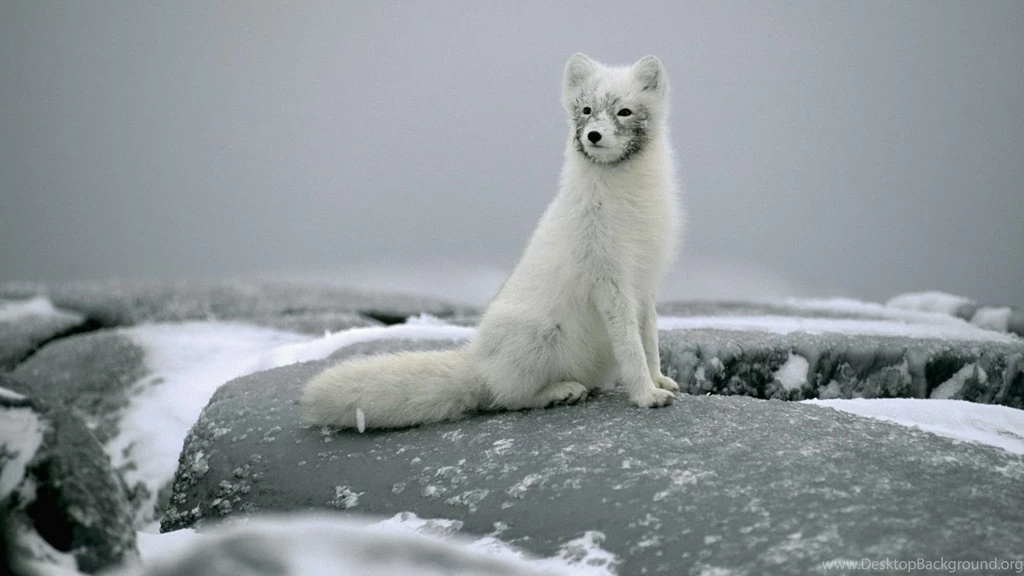 Arctic Fox Photo For Wallpapers