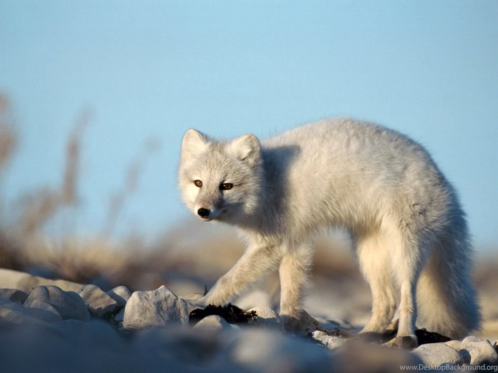 Arctic Fox On Ice Wallpapers