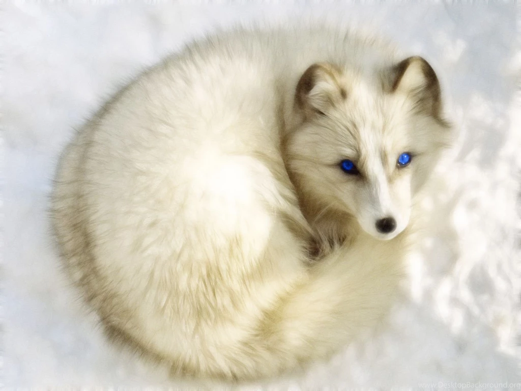 Arctic White Fox Wallpapers