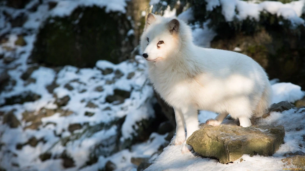 Arctic Fox Computer Wallpapers, Desktop Backgrounds