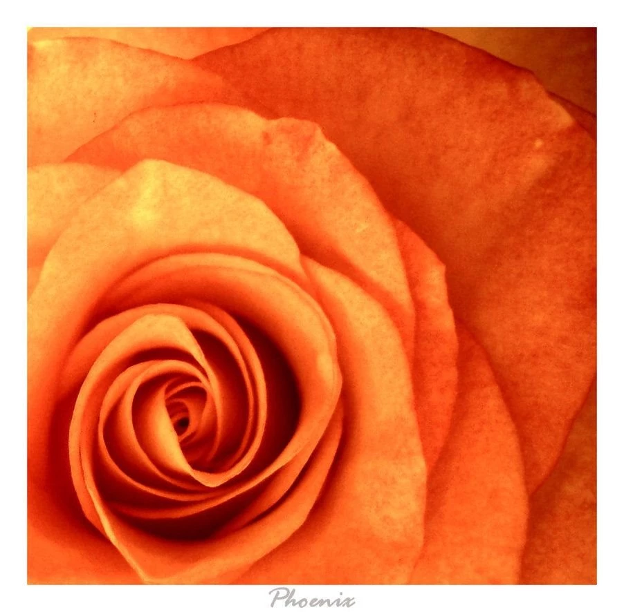 Burnt Orange By PhoeniX252 On DeviantArt