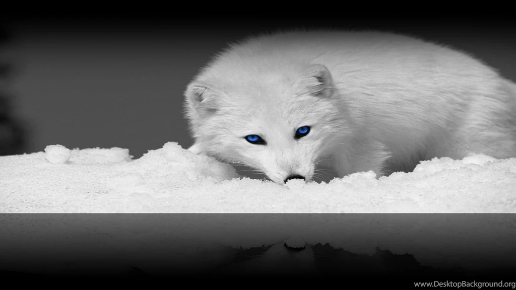 Arctic Fox .   [ Wallpapers ] By SHAAkurAs On DeviantArt