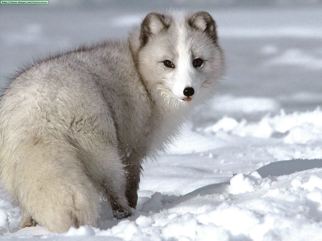 Arctic Fox Wallpapers Photo