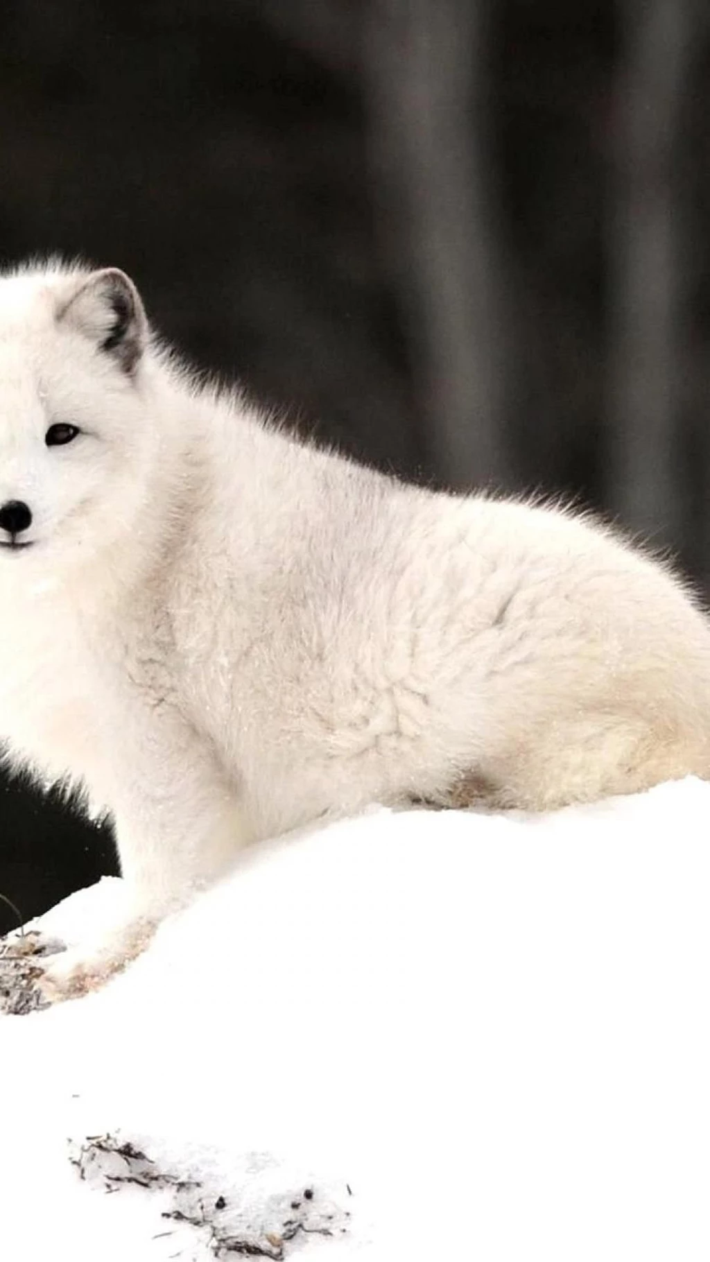 Arctic fox animals fox iphone 6 plus 1080x1920 wallpaper.jpg