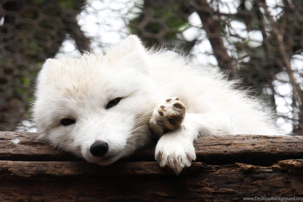 Arctic Fox Photo Desktop