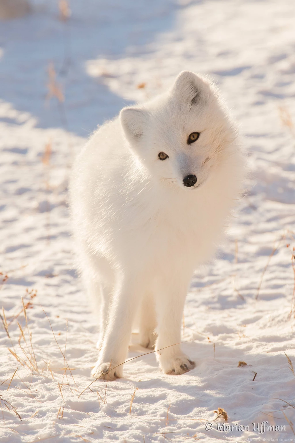 Arctic Fox Hi Res Images