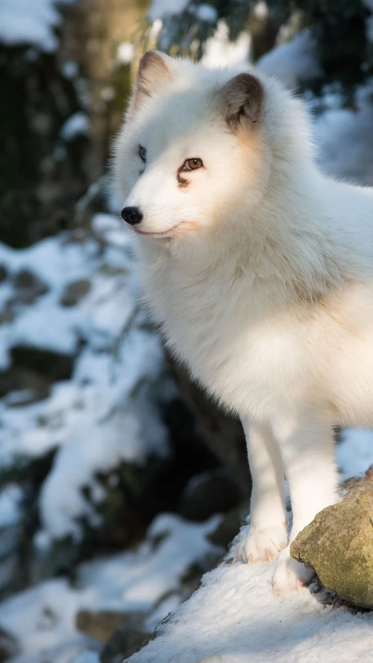 Download Wallpapers 750x1334 Polar Fox, Arctic Fox, White, Fox ...