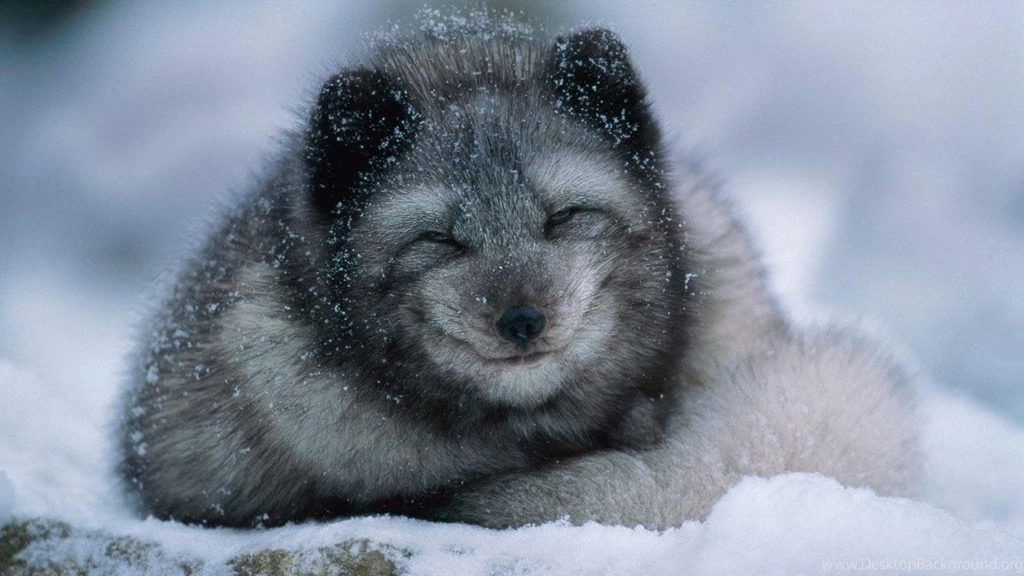 Arctic Fox Wallpapers 27