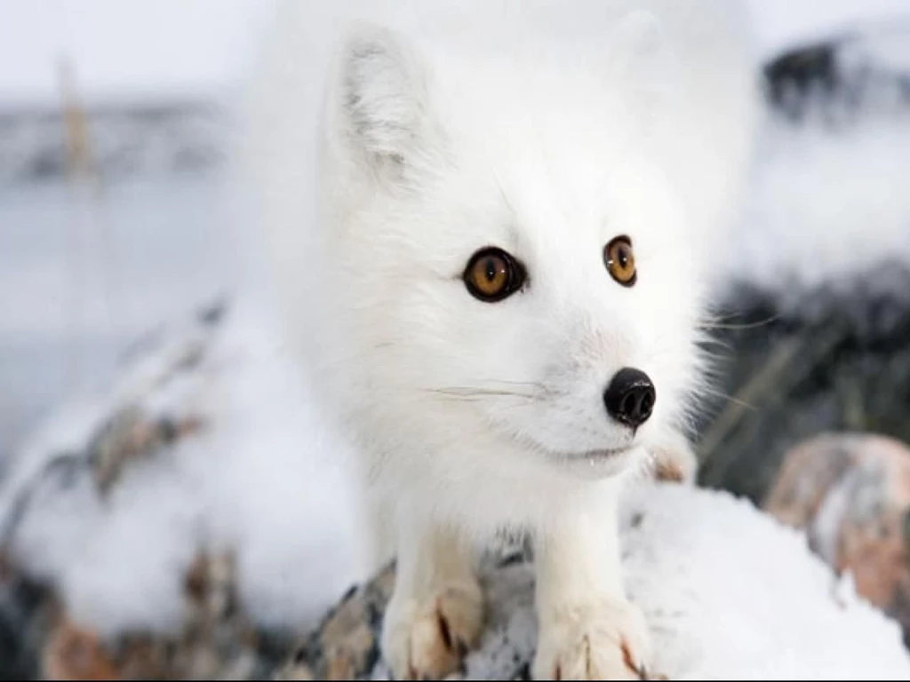 Desktop arctic fox pictures and facts download.jpg